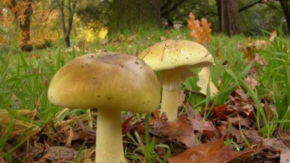 A forensic toxicologist has revealed a vital detail in the mushroom poisoning case. Picture: Royal Botanic Gardens Victoria