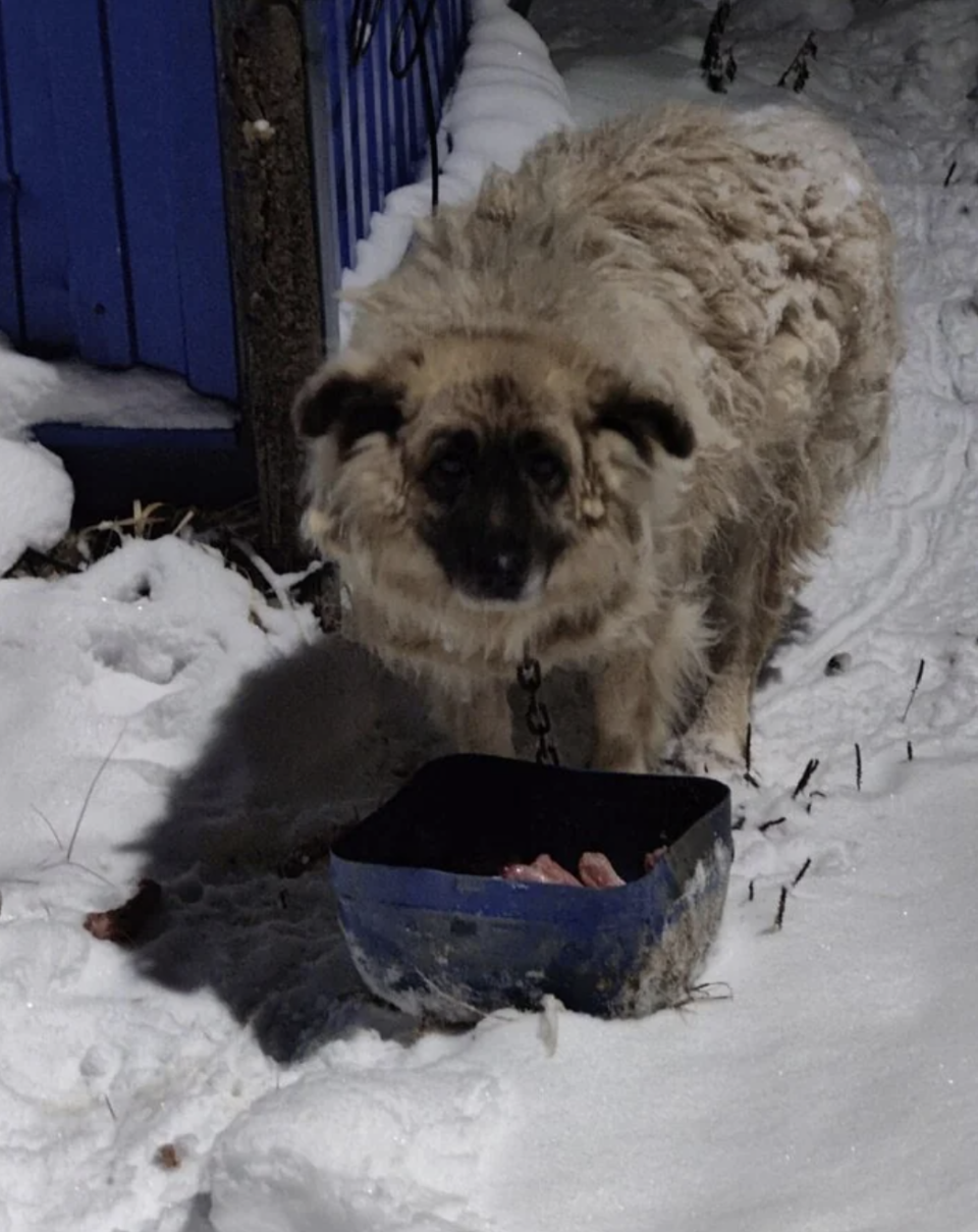 Dog standing in snow near a blue bowl with food