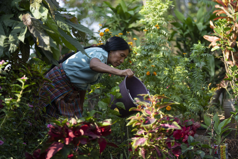 Thelma Cabrera, presidential hopeful for the Movement for the Liberation of the People, MLP, party waters plants at her home in El Asintal, Guatemala, Monday, March 13, 2023. Cabrera and the MLP are waiting for the Supreme Electoral Tribunal to approve the candidacy of her running-mate Jordan Rodas, ahead of 2023 general elections. (AP Photo/Moises Castillo)