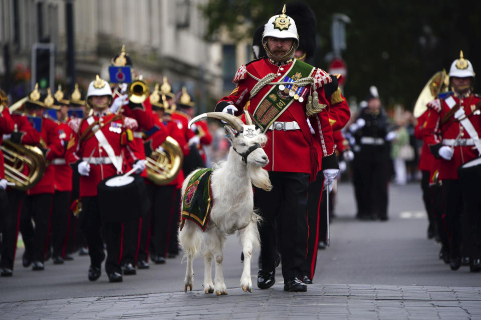 Lance Corporal Shenkin IV, the regimental mascot goat, accompanies the 3rd Battalion of the Royal Welsh regiment at the Accession Proclamation Ceremony at Cardiff Castle, Wales, publicly proclaiming King Charles III as the new monarch, Sunday, Sept. 11, 2022. (Ben Birchall/PA via AP)