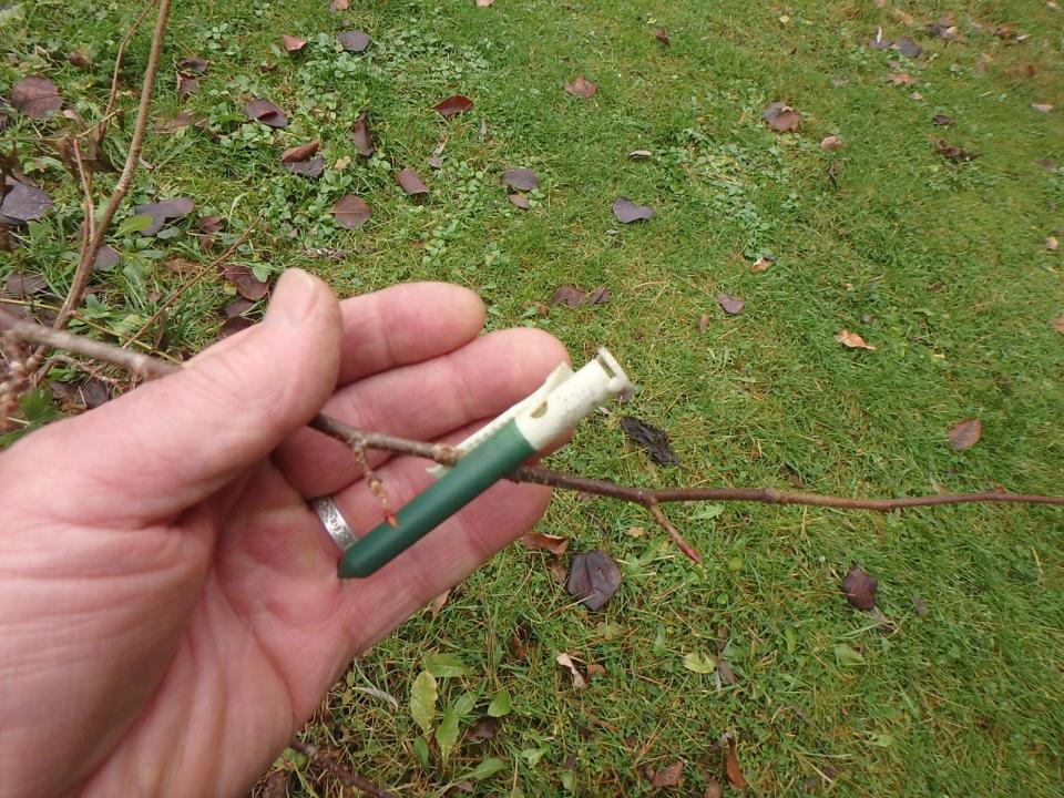 Garlic clips work well in keeping deer from nibbling your plants.