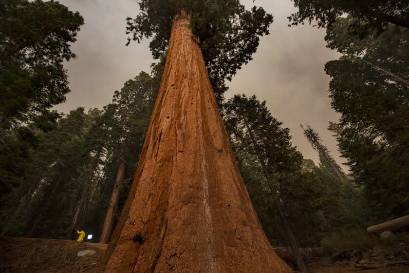 SEQUOIA NATIONAL PARK, CA - September 17, 2021: A news crew, left, is dwarfed by a giant sequoia in Lost Grove as smoke haze from the KNP Complex fire fills the sky on Friday, Sept. 17, 2021 in Sequoia National Park, CA. (Brian van der Brug / Los Angeles Times)