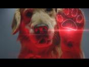 <p>Yes, Weather Tech. More dogs in commercials. This is apparently the CEO's dog, and you know what? We're here for it. MORE DOGS.</p><p><a rel="nofollow noopener" href="https://www.youtube.com/watch?v=EpKX_xQRTd4" target="_blank" data-ylk="slk:See the original post on Youtube;elm:context_link;itc:0;sec:content-canvas" class="link ">See the original post on Youtube</a></p>