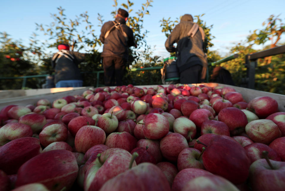 Migrant workers pick apples at Stocks Farm in Suckley, Britain October 10, 2016. Picture taken October 10, 2016.  To match Insight BRITAIN-EU/MIGRANT-WORKERS REUTERS/Eddie Keogh 