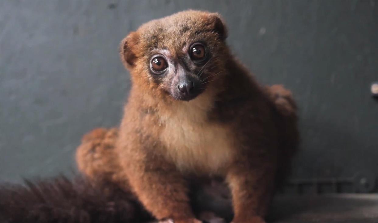 Lemur