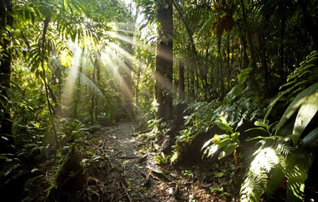 Sunrays in the dense jungle of the Braulio Carrillo National Park, Costa Rica, Central America