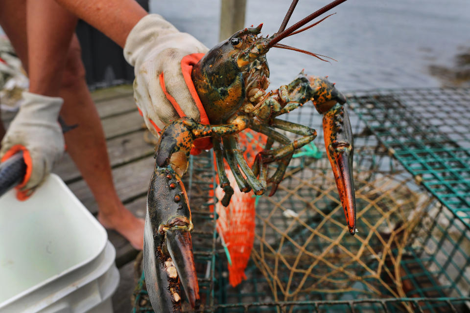 SANDWICH, MA - JULY 17: A lobster is removed from a trap at the Sandwich Marina in Sandwich, MA on July 17, 2019. Melting arctic ice is pumping fresh water into the ocean around Greenland and weakening an ancient current that pulses cold water down the East Coast. With that cold water spigot turned down, a surge of warm water that travels north from the tropics is increasingly encroaching on the Gulf of Maine, the basin of the Atlantic whose southern boundary is marked by the Cape. For thousands of years, this frigid, 36,000-square-mile bathtub was home to countless cold-water creatures. But in recent years, it has been warming faster than 99 percent of the worlds oceans. Species that are able, including lobsters, are seeking more hospitable waters, touching off a great undersea migration. To the millions of us who visit Cape Cod once or twice a summer, the effects of climate change can seem subtle, if we see them at all: A breach in the dunes. A crack in the pavement. But once you know how to see what is shifting, changing and washing away, it is impossible to ignore. (Photo by John Tlumacki/The Boston Globe via Getty Images)
