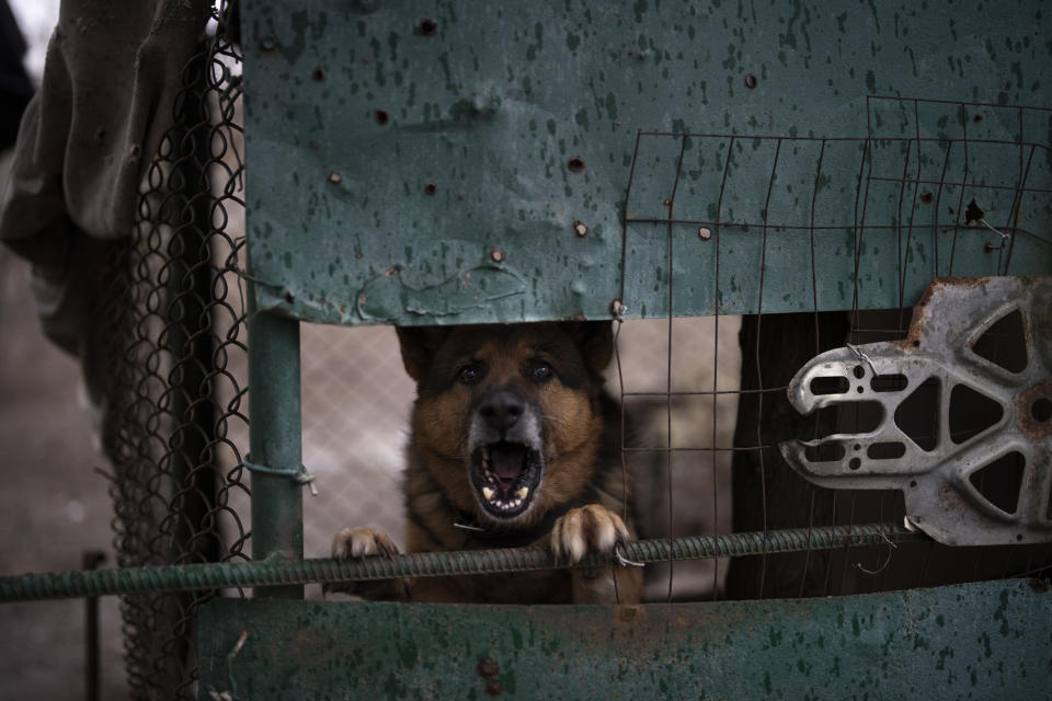 A dog barks in a cage marked by fragments from shelling last fall in Kalynivske, Ukraine, Saturday, Jan. 28, 2023. (AP Photo/Daniel Cole)