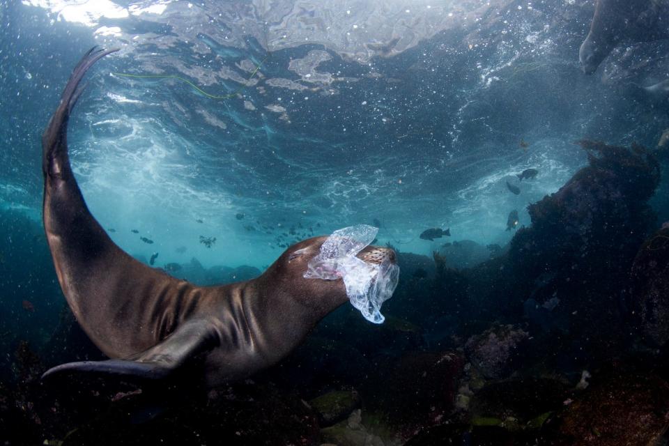 A sea lion pup in the Coronado Islands, Baja California, Mexico