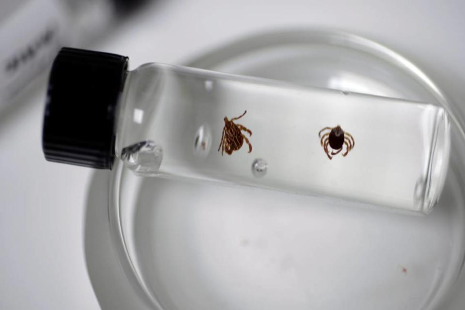 Two Gulf Coast ticks preserved in a container used for research at the Public Health Pest Management building in Raleigh, N.C., in 2011.