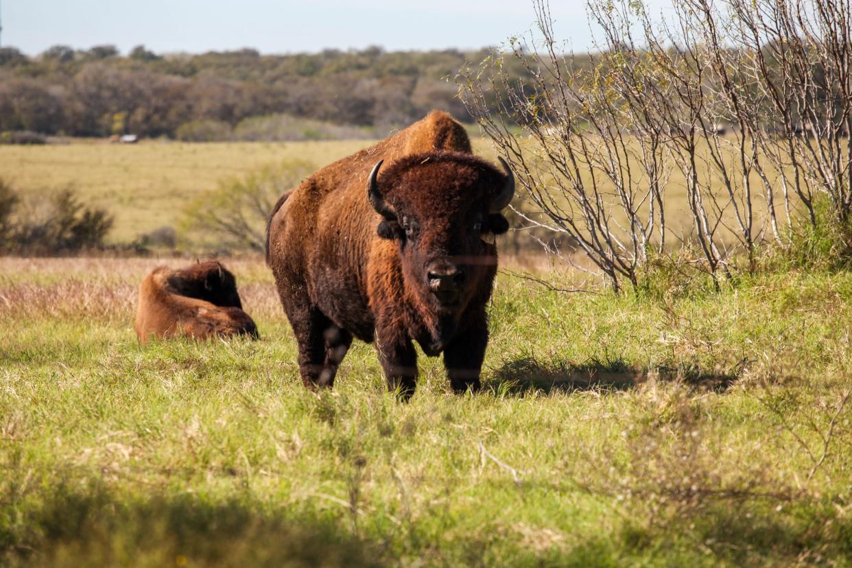 The Texas Band of Lipan Apache recently welcomed several bison home to their native lands in Waelder, Texas (Photo/Courtesy Claire Everett/The Nature Conservancy)