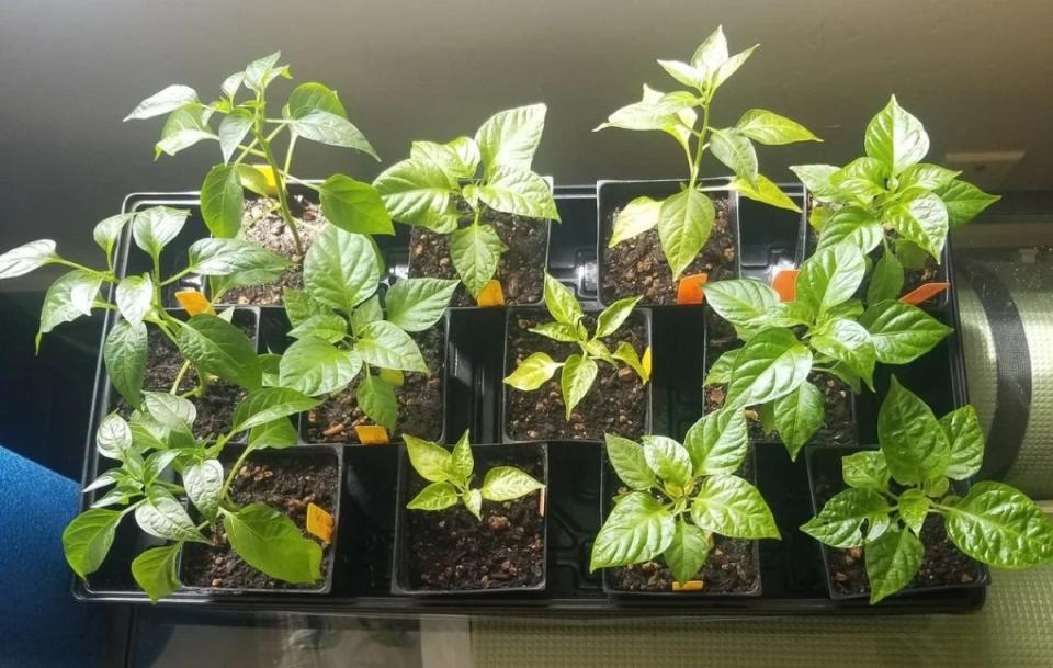 Potted jalapeño seedlings in a tray