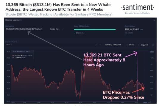 Las ballenas de Cardano impulsaron el 65% del rally