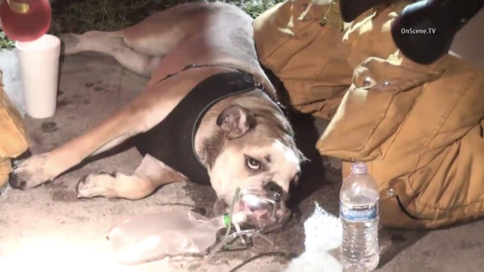 Exhausted, Potato regains his strength through the use of an oxygen mask and water. Photo: NBC