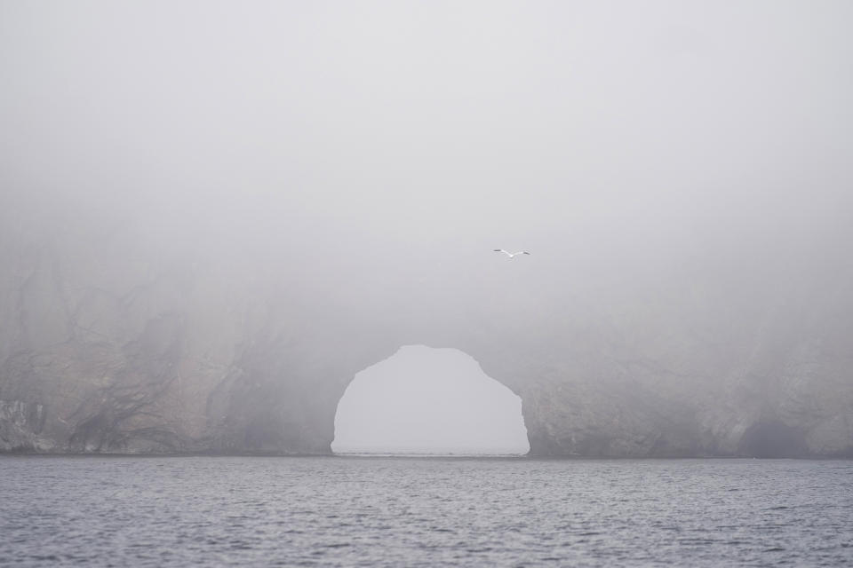 The black tipped wings of a northern gannet are seen as it flies through fog engulfing Perce Rock in Perce, Quebec, Canada, Monday, Sept. 12, 2022. Experts say there's little question that global warming is reshaping the lives of northern gannets by driving fish deeper into cooler waters and sometimes beyond their reach. (AP Photo/Carolyn Kaster)