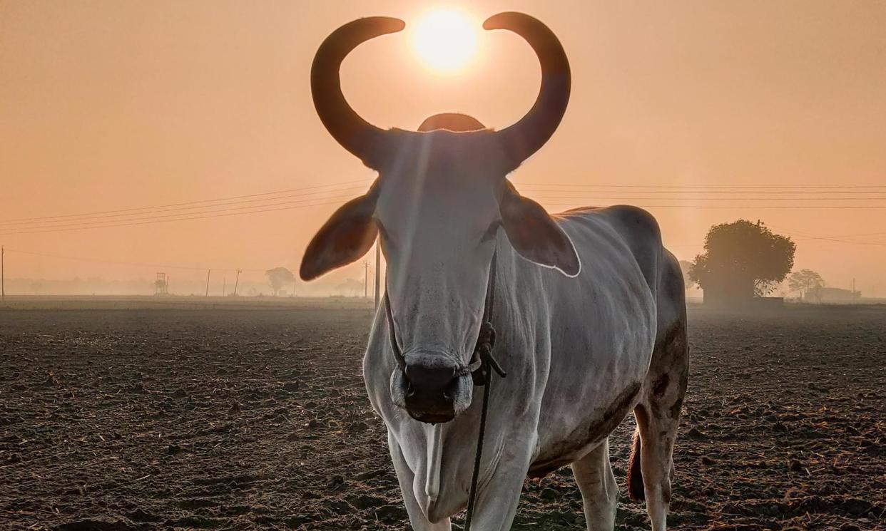 <span>In the third section, an Indian woman is given a cow by a charity.</span><span>Photograph: Amit Singla/Getty Images/iStockphoto</span>