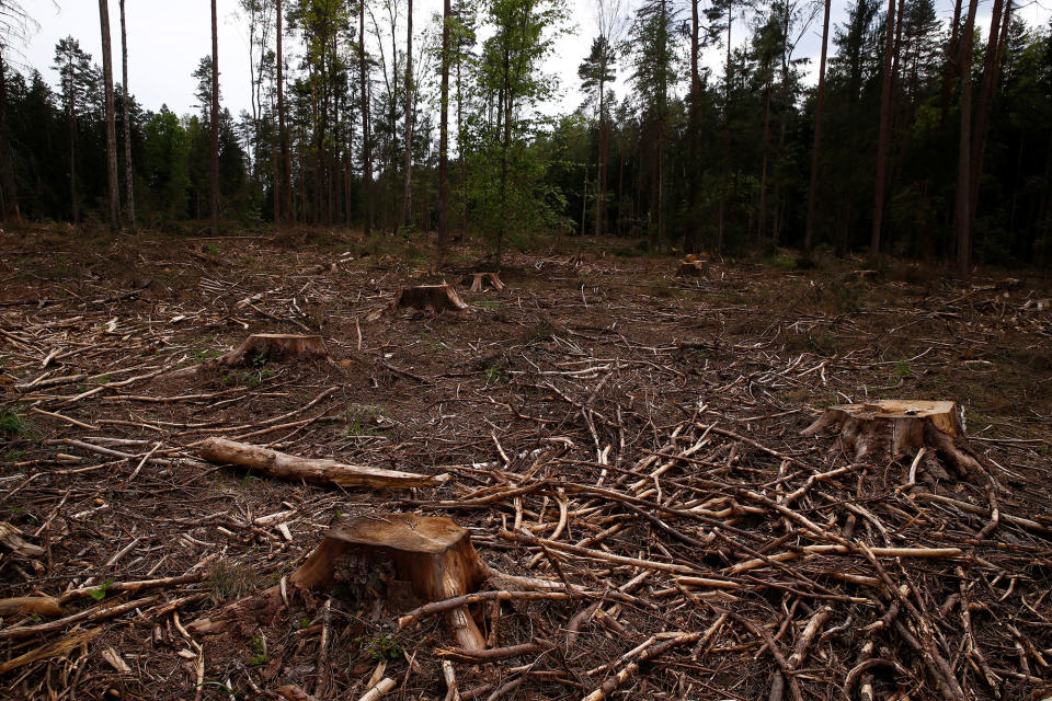 Logging in Bialowieza forest, Poland