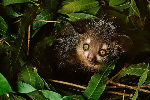 kinkajou - Credit: Getty