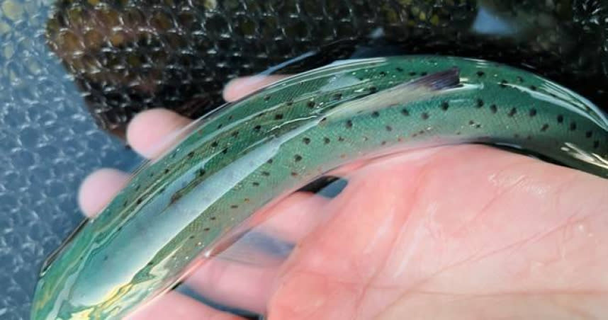 日本網友近日分享，自己釣到一條散發猶如綠寶石般光澤的魚。（圖／翻攝推特@fred_fishing16）