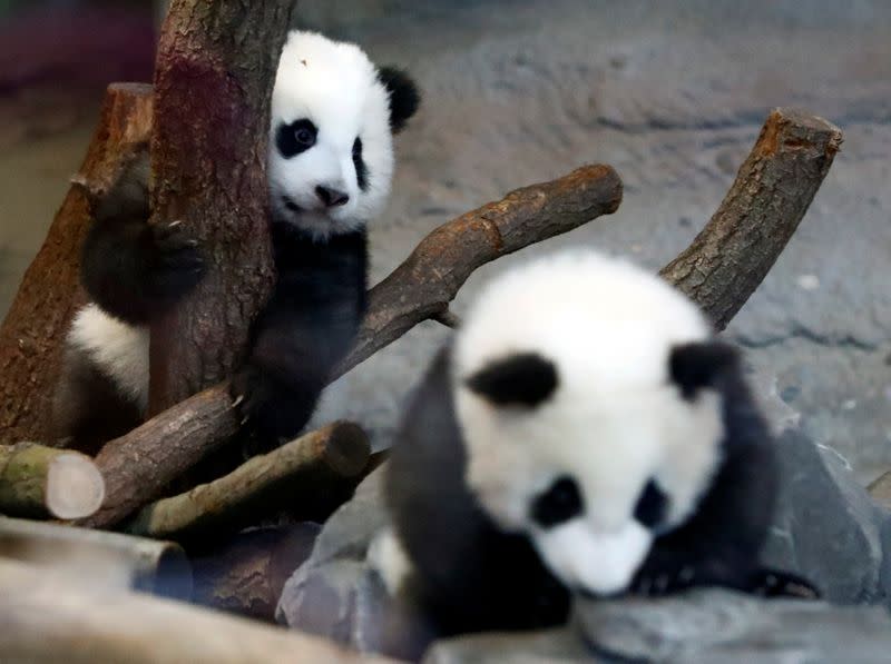 Panda twin cubs Paule (Meng Yuan) and Pit (Meng Xiang) are seen during their first appearance in their enclosure at the Berlin Zoo in Berlin