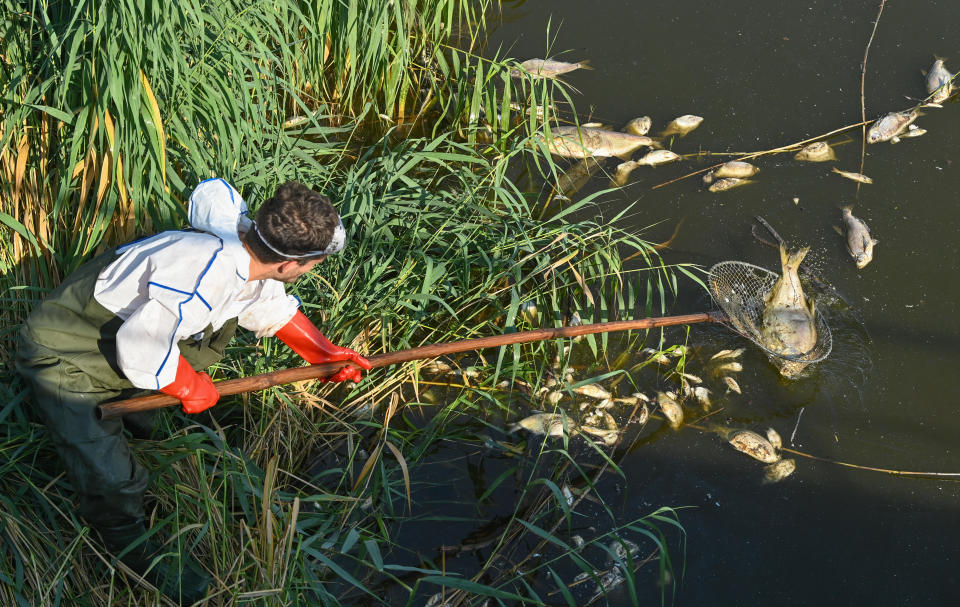 A ranger with the Brandenburg nature guard, stands with protective clothing in the German-Polish border river Westoder, near the junction with the main Oder River, and removes dead fish, August 16, 2022. / Credit: Patrick Pleul/picture alliance/Getty