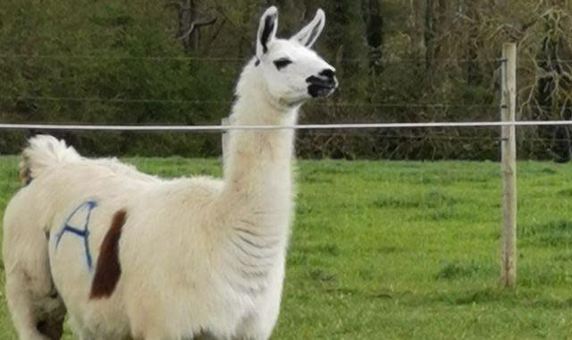 What is COVID immunotherapy from a llama?