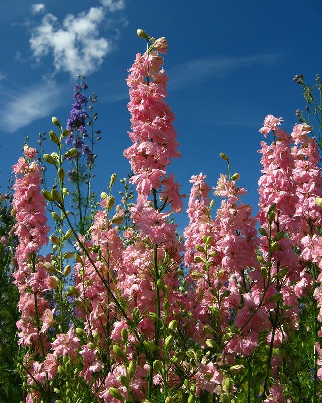 3) Confetti Fields, Worcestershire