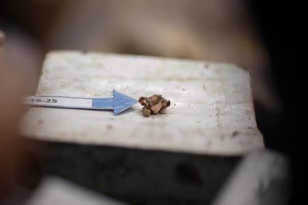 A bullet casing found inside the skull of Florjohn Cruz is pictured as evidence during an autopsy performed by the Philippines Commission on Human Rights (CHR) at Eusebio Funeral Service in Manila, Philippines October 28, 2016. REUTERS/Damir Sagolj/Files