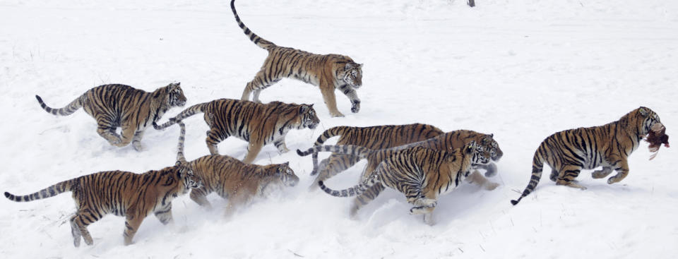 FILE - In this Jan. 8, 2010, file photo, an endangered Siberian tiger runs away with a chicken tossed by tourists at the Harbin Tiger Park in Harbin in northeastern China's Heilongjiang province. China on Nov. 12, 2018, says it is suspending rule changes allowing trading in tiger and rhinoceros parts, after the move to reverse a ban sparked an outcry from environmental groups. (AP Photo/Ng Han Guan, File)