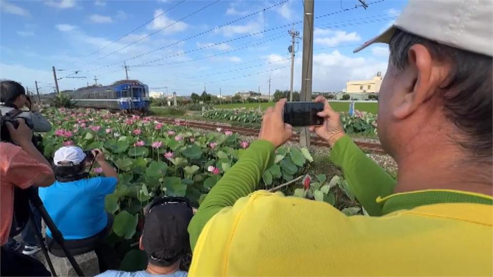 搶拍荷花田亂象多地主火大收費　遊客不買單還報警