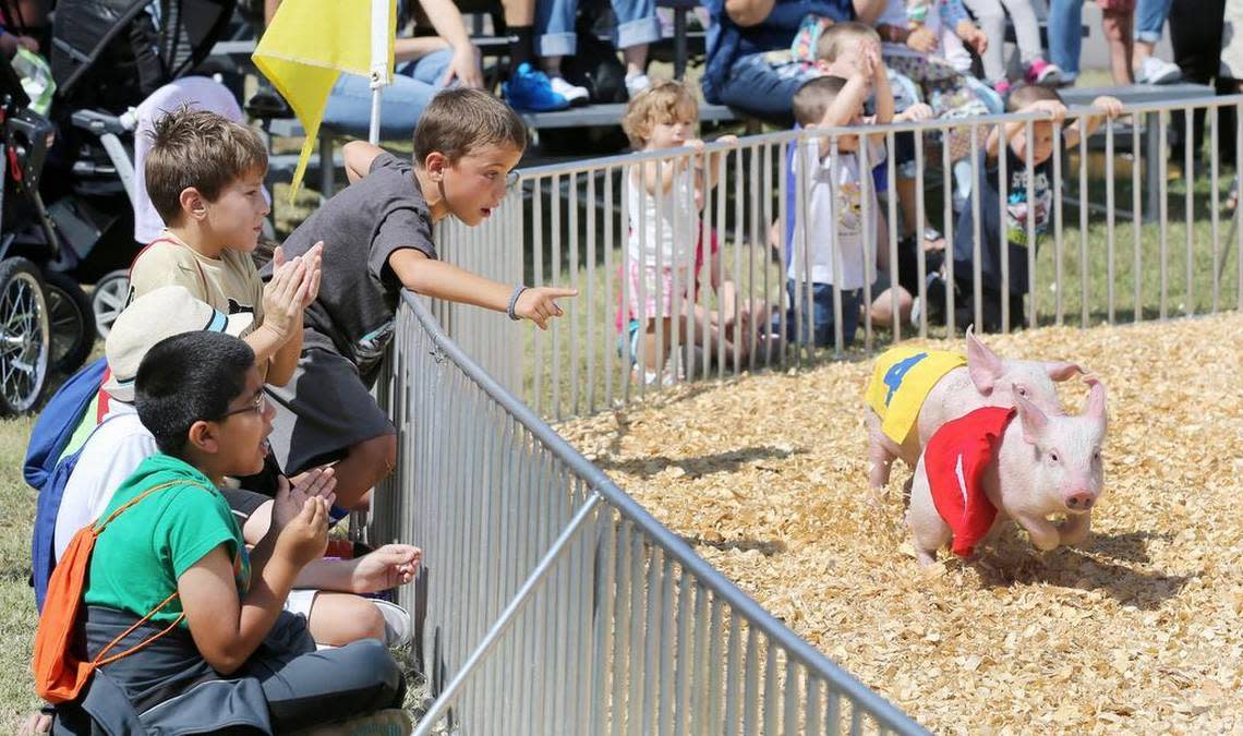 Pig races are on pause for the first time since 1987, but they should return in 2024.