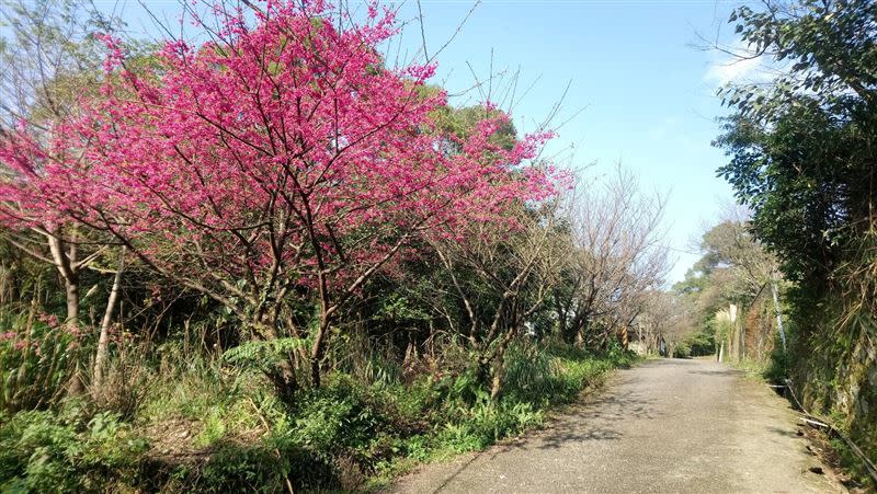 三芝區圓山里櫻花盛開。（圖／新北市政府動物保護防疫處提供）