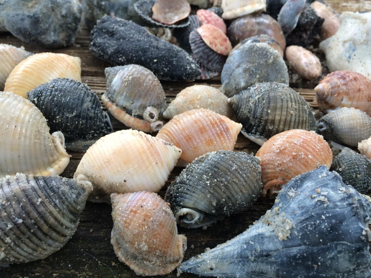 There's fine shell hunting on Ocracoke and Portsmouth Island, North Carolina.