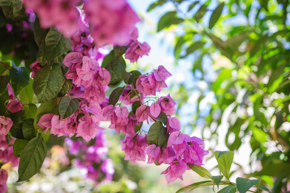 summer flowers, purple blooming bougainvillea outdoors