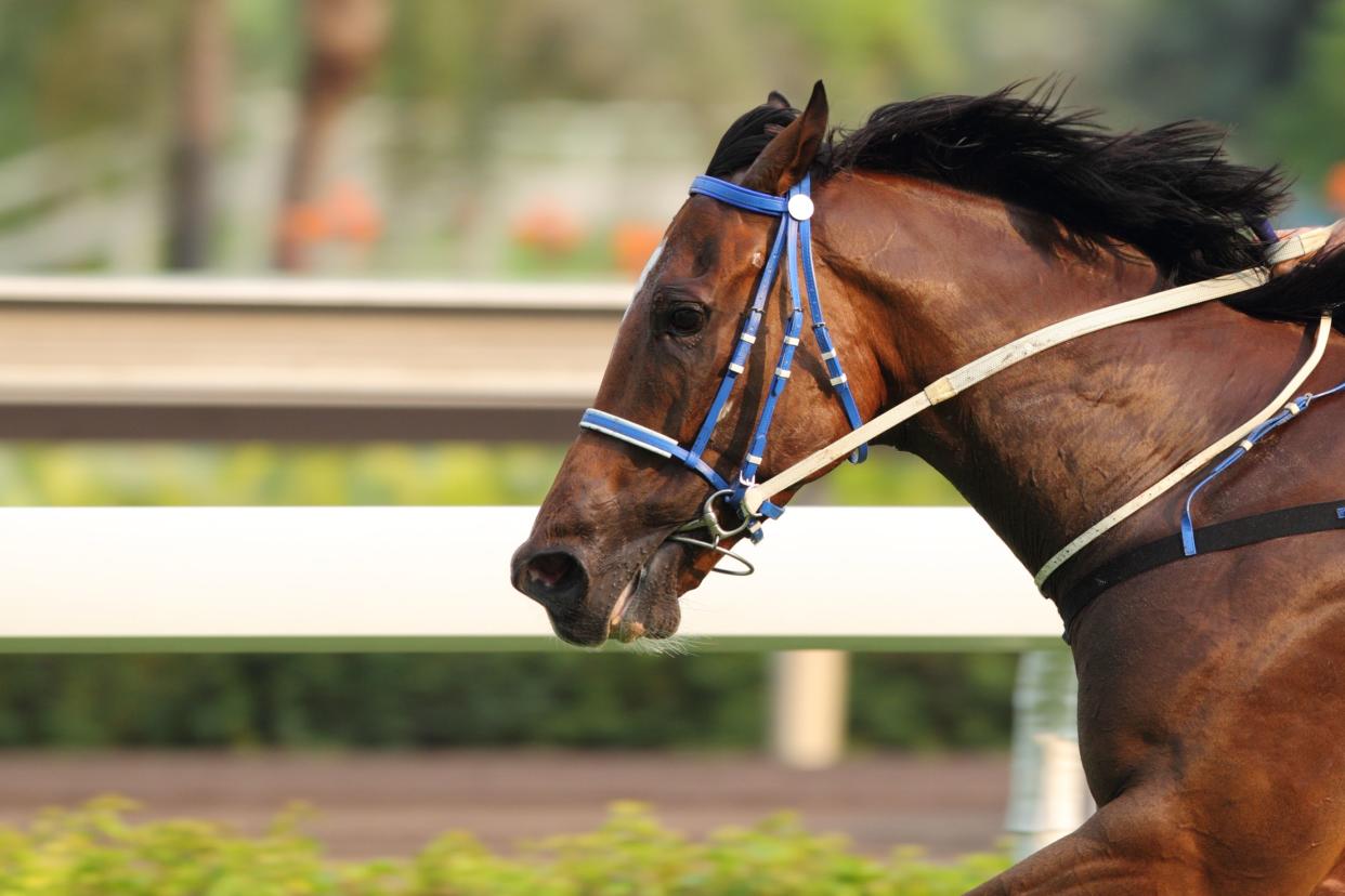 Close-up of a horse head.