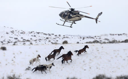 Wild horses are herded into corrals by a helicopter during a Bureau of Land Management round-up outside Milford, Utah, U.S., January 7, 2017. REUTERS/Jim Urquhart