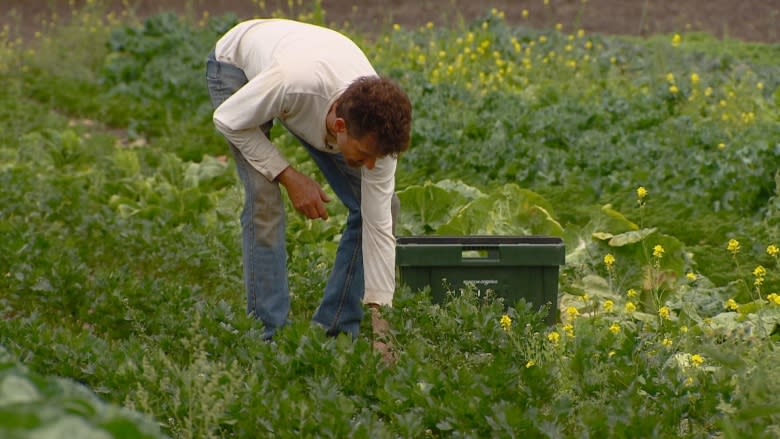 Pay-to-grow produce program a win for Alberta farmers, consumers