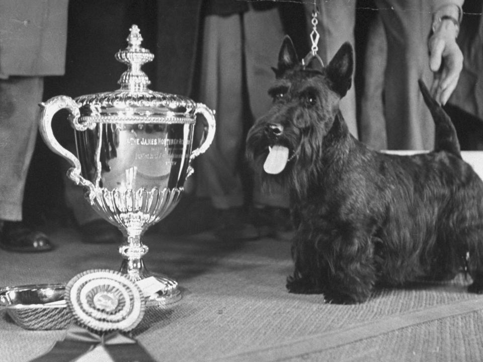 1945 westminster dog winner