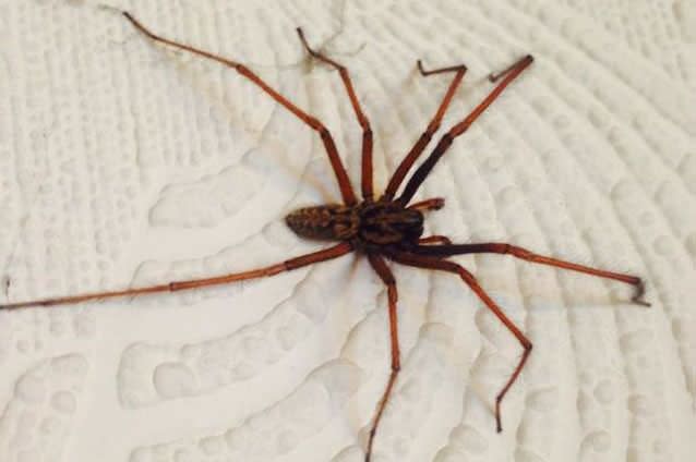 A photograpraph of one of the Hobo spiders which has infested the family home. Photo: Supplied