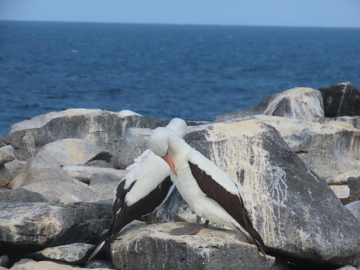 Nazca boobies