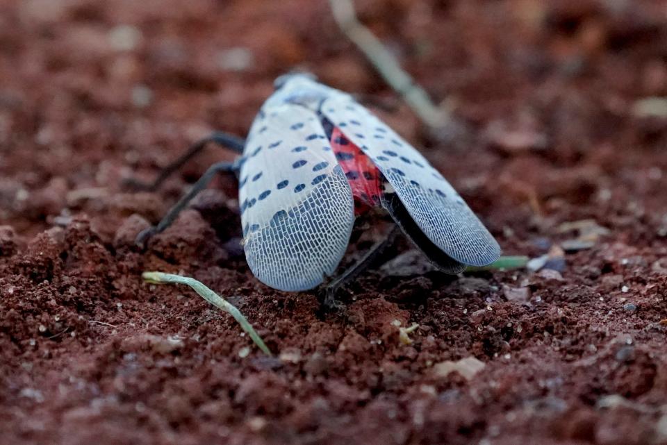 A spotted lantern fly crawls along the dirt at PNC Park during a baseball game between the Pittsburgh Pirates and the Washington Nationals, Friday, Sept. 10, 2021, in Pittsburgh.