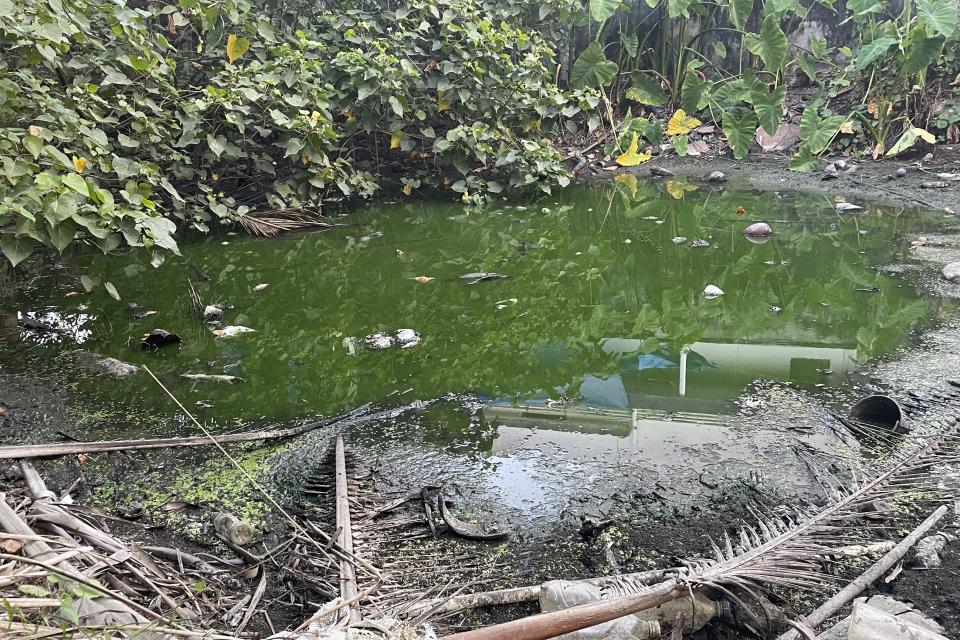 A pond is green, buggy and nearly dry in the Chellanam area of Kochi, Kerala state, India, March 1, 2023. The pond used to be a drinking source but nearly 60 years ago, the water became too salty to drink and then too salty for bathing or washing clothes. (Uzmi Athar/Press Trust of India via AP)