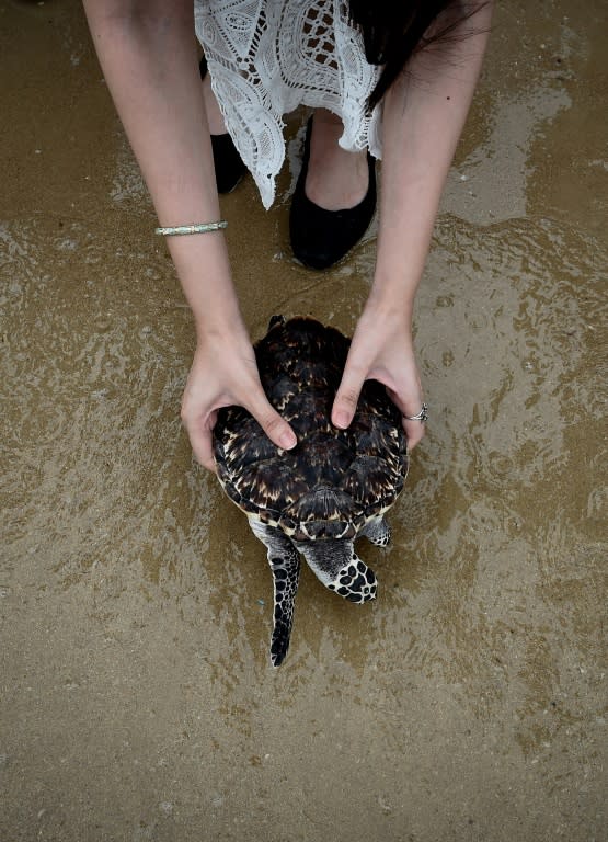 Many Thai Buddhists view freeing captive animals such as turtles or birds as a way to accrue good karma