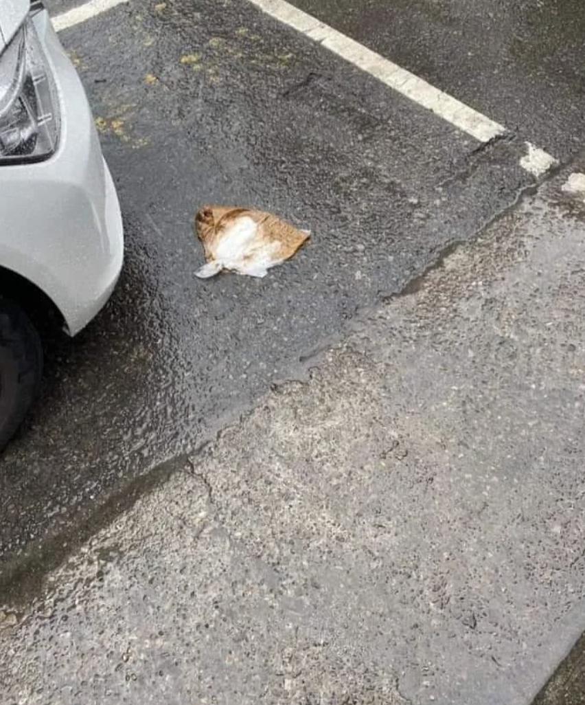 A dirty wet bag that looks like a flattened cat