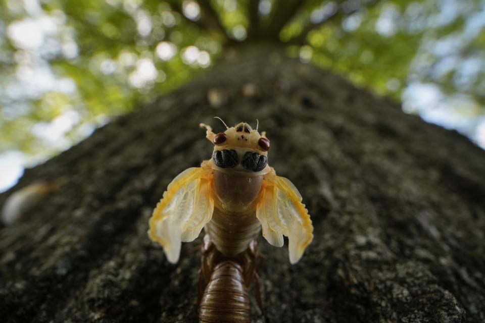 An adult cicada periodical cicada sheds its nymphal skin on a tree, Friday, May 17, 2024, in Charleston, Ill. (AP Photo/Carolyn Kaster)