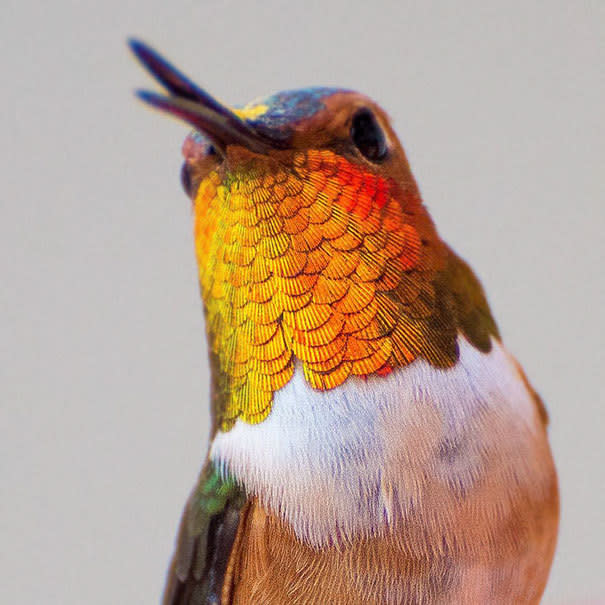 Una obra de arte. Por su manera única de sostenerse inmóviles en el aire, por sus llamativos colores y otras características exclusivas, los colibríes son una auténtica joya de la evolución.