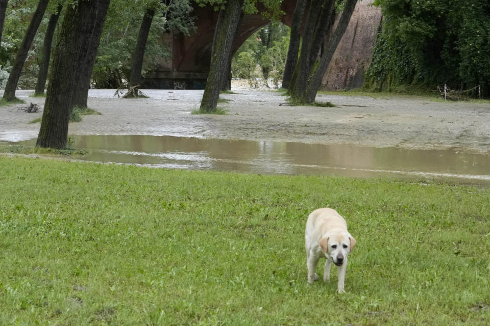 A dog walks past the swollen Santerno River, in Imola, Italy, Wednesday, May 17, 2023. The weekend's Emilia-Romagna Grand Prix in Imola has been canceled because of deadly floods. Formula One said it made the decision for safety reasons and to avoid any extra burden on the emergency services. F1 personnel had earlier been told to stay away from the track after floods affected large parts of the Emilia-Romagna region. (AP Photo/Luca Bruno)