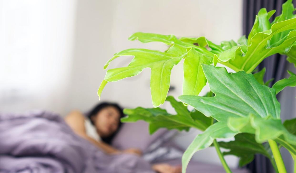 <a href="https://www.shutterstock.com/es/image-photo/beautiful-fresh-green-plant-bedroom-woman-1970973599" rel="nofollow noopener" target="_blank" data-ylk="slk:Doucefleur / Shutterstock;elm:context_link;itc:0;sec:content-canvas" class="link ">Doucefleur / Shutterstock</a>