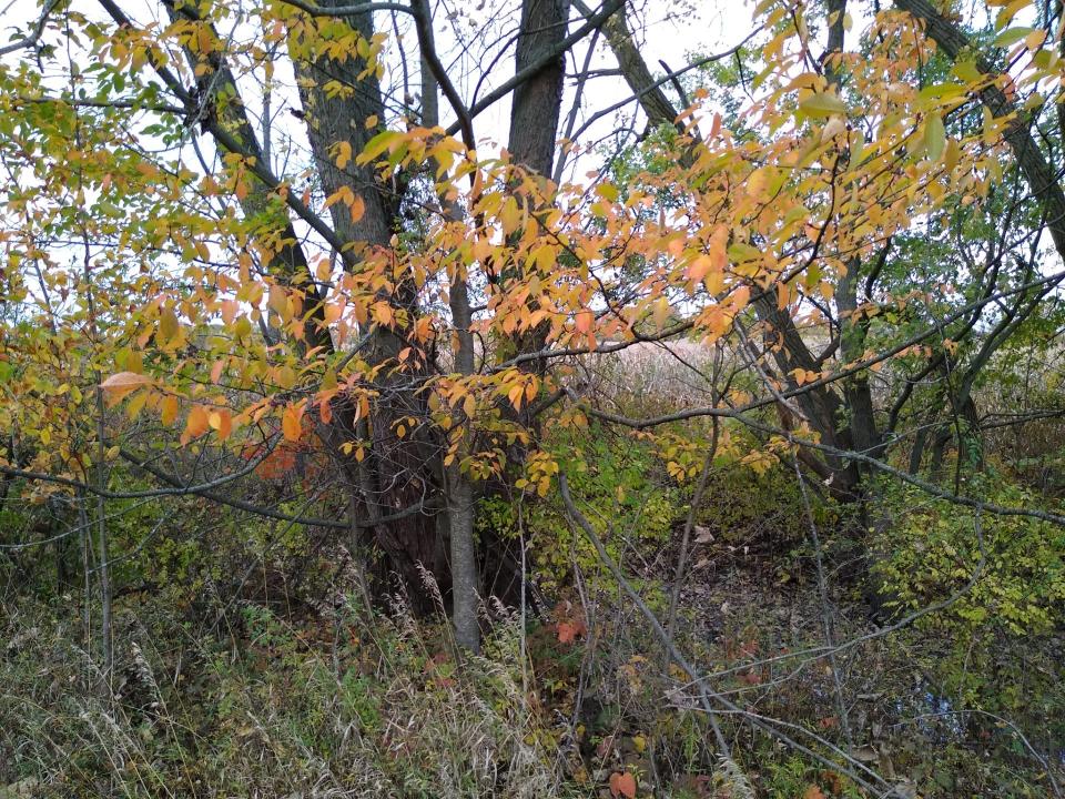 Mysterious lights reportedly emerged from a Norton Township field a mile south of Johnson’s Corners near Cleveland-Massillon Road in the 1890s. We didn’t see anything but fall foliage when we recently stopped in the vicinity.