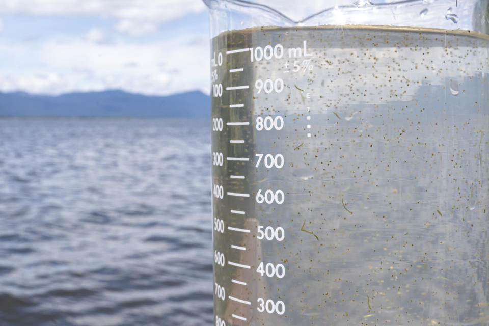 Toxic algae are seen in a sample of Upper Klamath Lake water on Thursday, June 10, 2021, near Klamath Falls, Ore. Toxic algae blooming in the lake threatens the vital habitat for the endangered suckerfish. (AP Photo/Nathan Howard)